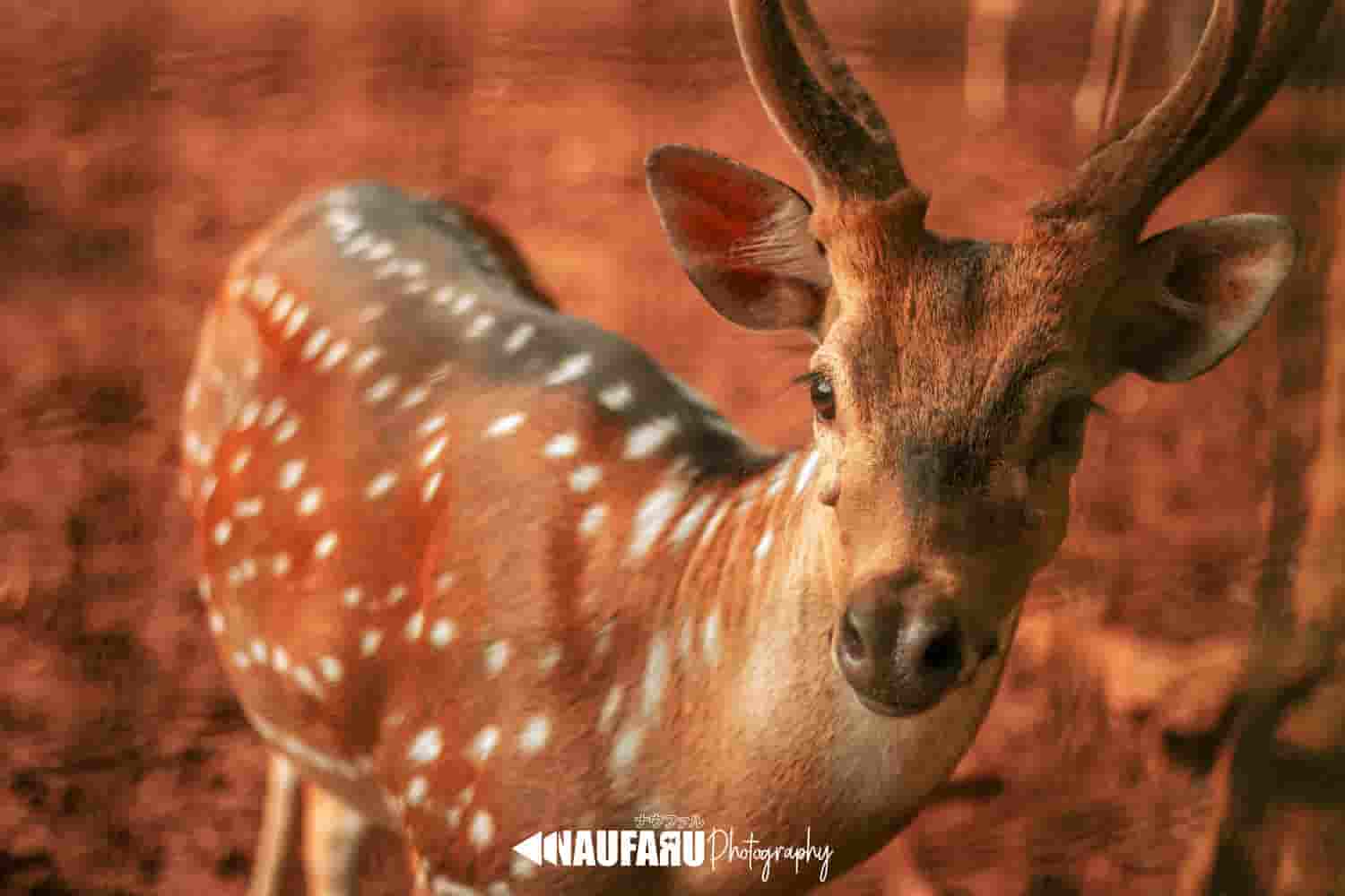 Fotografi pemandangan alam dan kehidupan liar di Kebun Binatang Ragunan oleh NaufaRu